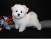 Puppies for sale Estonia, Pya Maltese