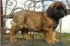 Puppies for sale United Kingdom, Cardiff Leonberger