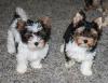 Puppies for sale Lithuania, Vilnius Other breed, Biewer Terrier