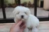 Puppies for sale Denmark, Kopenagen Maltese