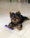 Puppies for sale Bulgaria, Plovdiv Yorkshire Terrier