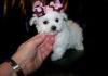 Puppies for sale Lithuania, Vilnius Mixed breed, maltipoo