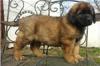 Puppies for sale United Kingdom, Dover Leonberger