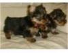 Puppies for sale Italy, Salerno Yorkshire Terrier