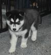 Puppies for sale Canada, Nova Scotia, Halifax , Siberian Husky