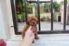 Puppies for sale Hungary, Budapest Toy-poodle