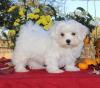 Puppies for sale Moldova, Chisinau Maltese