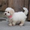 Puppies for sale Spain, Figeyras , Bichon Frise