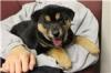 Puppies for sale United Kingdom, Glasgow Other breed, JINDO