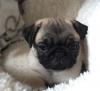Puppies for sale Lithuania, Vilnius Shih Tzu