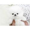 Puppies for sale Sweden, Stockholm Pomeranian Spitz