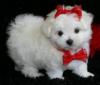 Puppies for sale Estonia, Narva Maltese