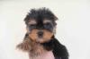 Puppies for sale Austria, Linz Yorkshire Terrier