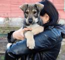 Отдам щенка в добрые руки Россия, Москва Метис, Малыш Никос – 3 мес щенок в добрые руки