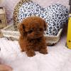 Puppies for sale Belarus, Grodno , Poodle Puppies