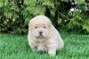Puppies for sale Italy, Bari Chow Chow