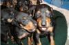 Puppies for sale United Kingdom, Yorkshire Manchester Terrier