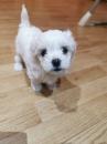 Puppies for sale France, him Maltese