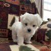 Puppies for sale France, Bordeaux Maltese