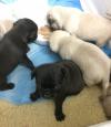 Puppies for sale Uzbekistan, Nukus Pug
