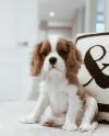 Puppies for sale Kyrgyzstan, Bishkek , Cavalier King Charles