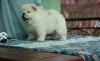 Puppies for sale Greece, Patra Chow Chow