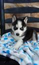 Puppies for sale Greece, Heraklion Haski, Siberian Husky puppies