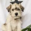 Puppies for sale Estonia, Sillamyae , Miniature Schnauzer