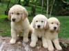 Puppies for sale Canada, Newfoundland and Labrador , Golden Retriever 