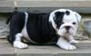 Puppies for sale Canada, Saskatchewan , English bulldog