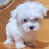 Puppies for sale Ireland, Rathcoole Maltese