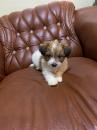 Puppies for sale Ukraine, Exactly Shih Tzu