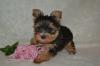 Puppies for sale Malta, Valletta Yorkshire Terrier