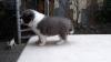 Puppies for sale Finland, Helsinki Border Collie