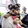 Puppies for sale United Kingdom, Chester Yorkshire Terrier