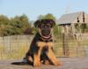 Puppies for sale Netherlands, Enschede , German Shepherd