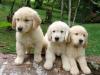 Puppies for sale USA, Wisconsin , Golden Retriever