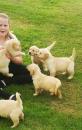 Puppies for sale United Kingdom, Manchester Golden Retriever