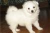 Puppies for sale Kyrgyzstan, Bishkek Eskimo dog, American Eskimo Dog