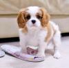 Puppies for sale Belarus, Minsk , Cavalier King Charles