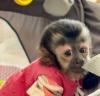 Puppies for sale Czech Republic, Hradec Kralove Other breed, Capuchin Monkeys