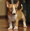 Puppies for sale Greece, Athens Bull Terrier