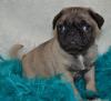 Puppies for sale Cyprus, Limassol Pug