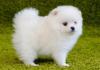 Puppies for sale Netherlands, Rotterdam , Pomeranian 