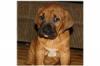 Puppies for sale United Kingdom, Liverpool Tosa-inu