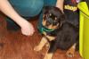Puppies for sale Georgia, Georgia Rottweiler