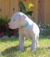 Puppies for sale Ireland, Cork Other breed, Dogo Argentino Puppies