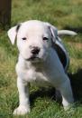 Puppies for sale Belgium, Antwerp American Bulldog