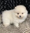 Puppies for sale Latvia, Aluksne , Pomeranian 