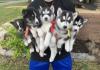 Puppies for sale Canada, Yukon Haski